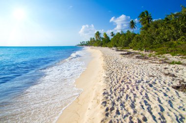 plaj ve tropikal deniz