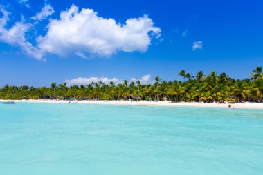 Caribbean beach ve palmiye ağaçları