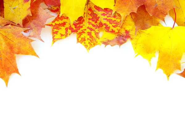 Autumn maple leaves — Stock Photo, Image