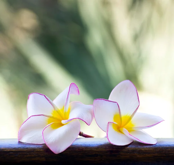 Pink  frangipani flowers — Stock Photo, Image