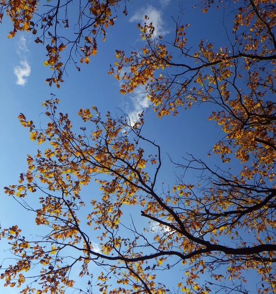 Autunno sfondo foresta — Foto Stock