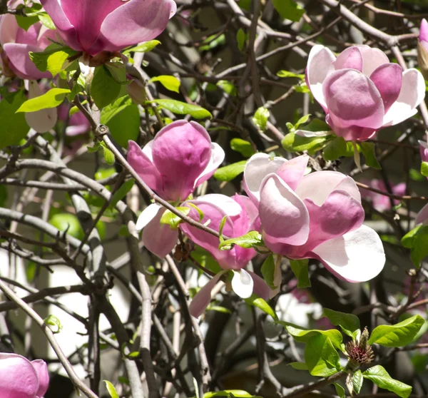 Hermoso árbol de magnolia —  Fotos de Stock