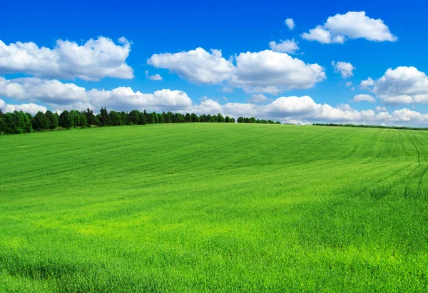 Campo verde e céu azul — Fotografia de Stock