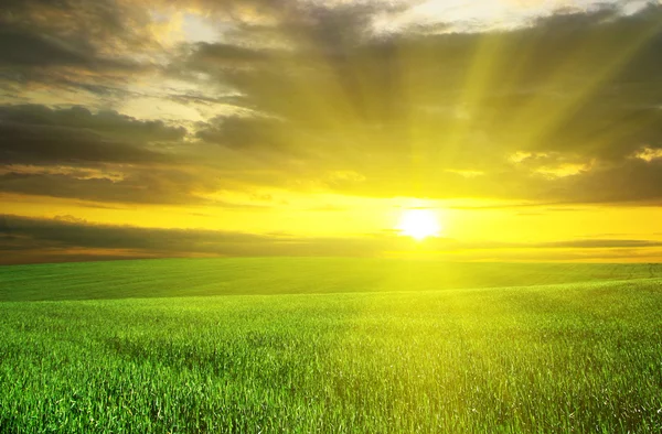 Zonsondergang boven groen veld — Stockfoto