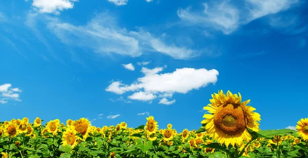 Zonnebloem veld en hemel — Stockfoto