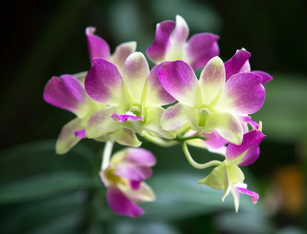 Belles fleurs d'orchidée — Photo