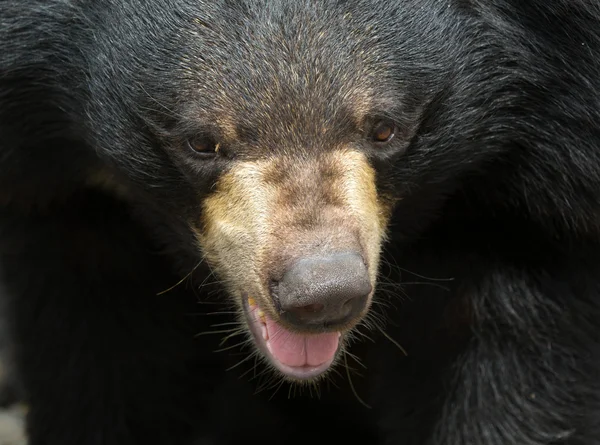 Чёрный медведь в зоопарке — стоковое фото