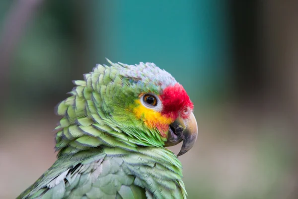Papuga ptak zwierzę — Zdjęcie stockowe