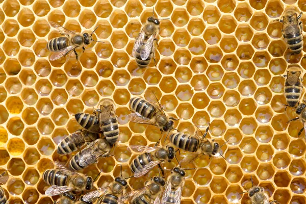 Pracy pszczół na honeycells — Zdjęcie stockowe