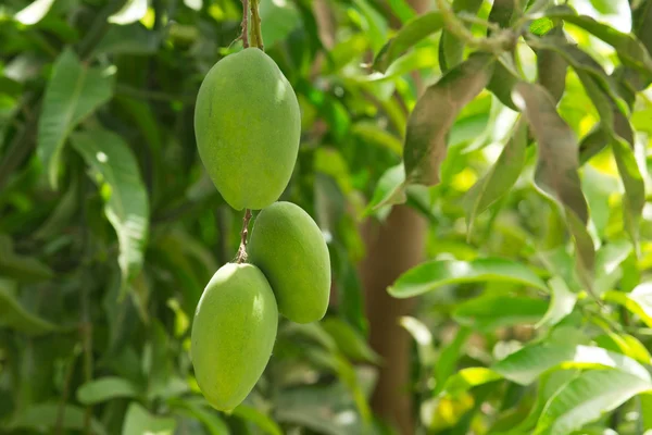 Green mangoes on tree. — Stock Photo, Image