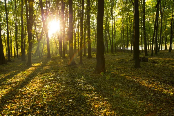 Luz solar en bosque verde — Foto de Stock