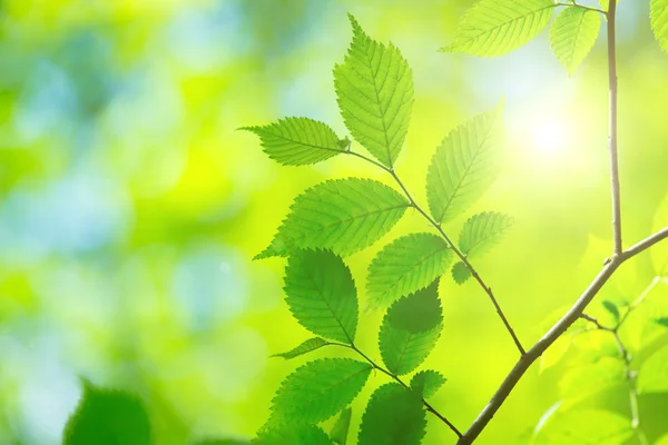 Hojas verdes fondo —  Fotos de Stock