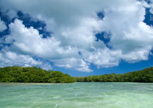 Mangrove trees in sea — Stock Photo, Image