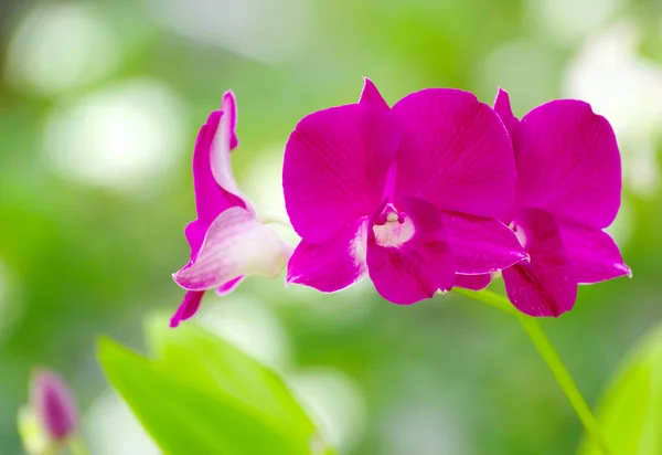 Orquídea rosa bonita — Fotografia de Stock