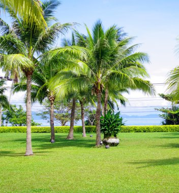 Yeşil bahçe çim ile