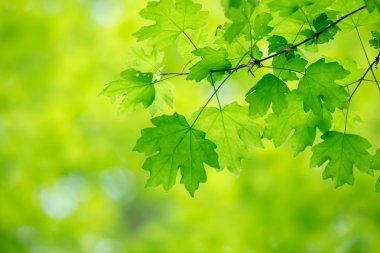 yeşil yapraklar arkaplan