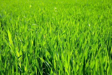 Çim doku alanından