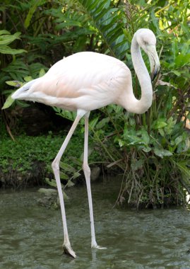 Suda Flamingo kuşu