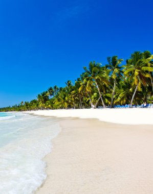 plaj ve tropikal deniz