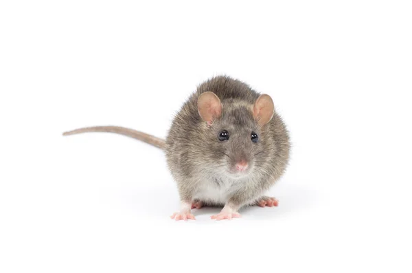 귀여운 동물 쥐 — 스톡 사진