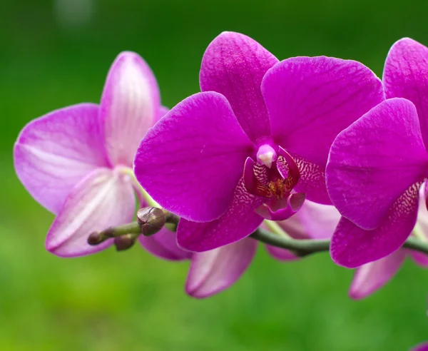 Красивые цветы орхидеи — стоковое фото