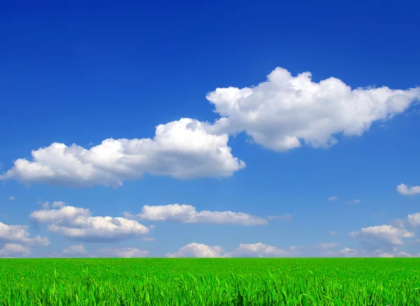 Feld aus Gras und Himmel — Stockfoto