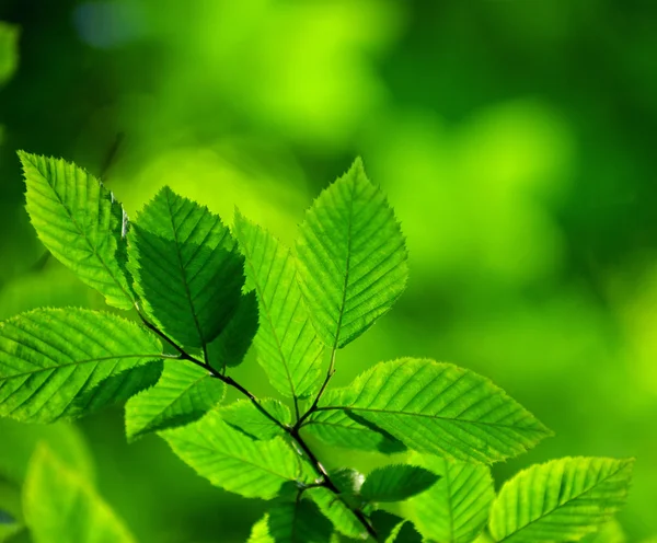 Foglie verdi sfondo — Foto Stock