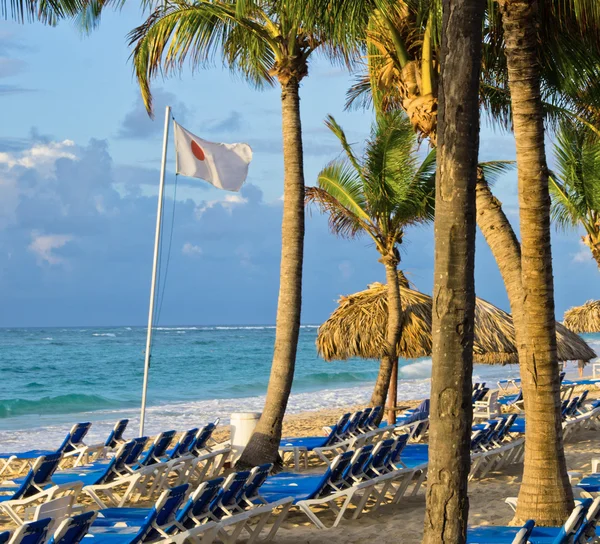 Plaj sandalyeleri palmiye ağaçları altında — Stok fotoğraf