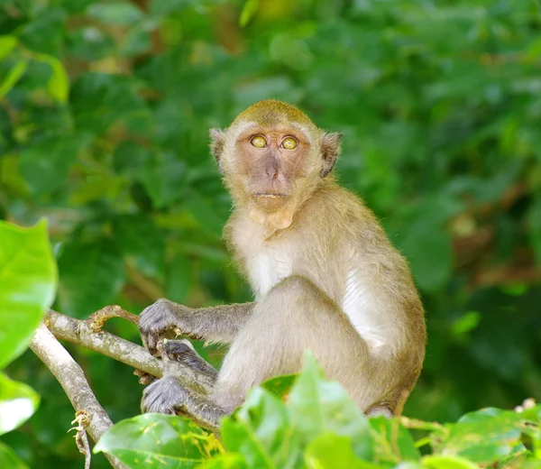 Monkey sitting on  tree — Stock Photo, Image