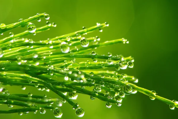 Dew drops on grass — Stock Photo, Image