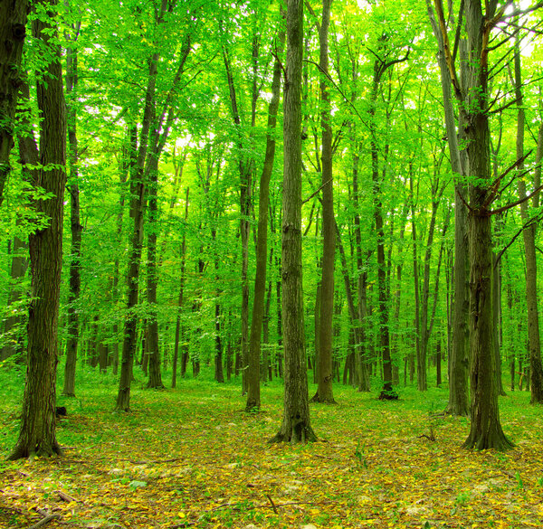 green forest trees