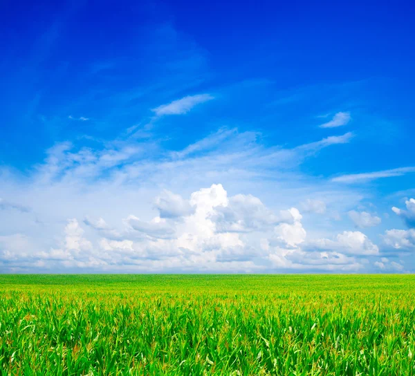 Feld aus Gras und Himmel — Stockfoto