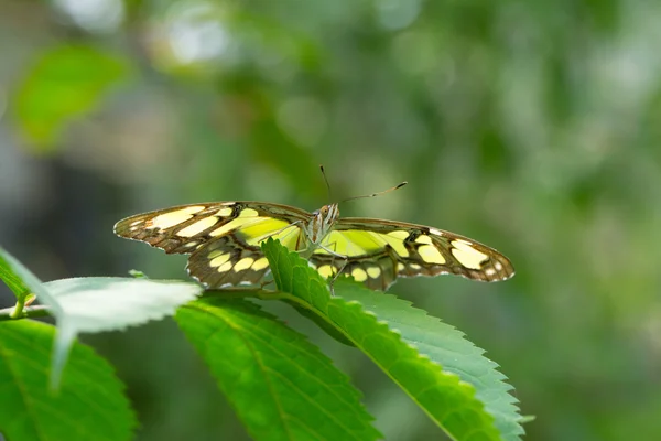 Motýl na listí — Stock fotografie