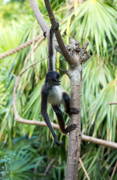 Singe araignée sur l'arbre — Photo