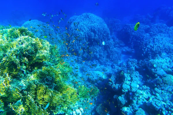 Unterwasserpanorama mit Fischen — Stockfoto