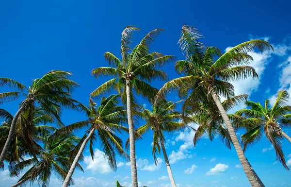 Palmeras en el cielo — Foto de Stock