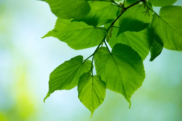 Gröna blad bakgrund — Stockfoto