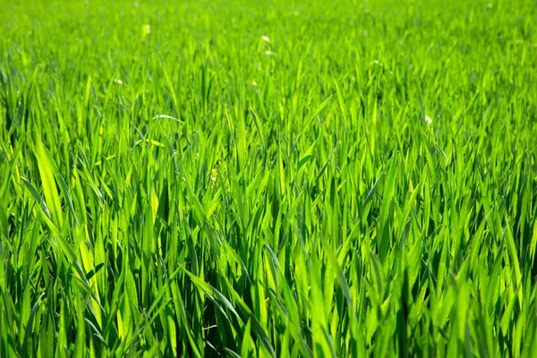 Texture dell'erba dal campo — Foto Stock