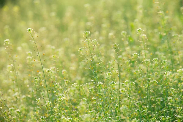 新鲜春绿草 — 图库照片