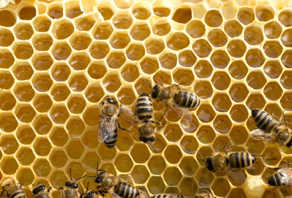 Bees swarming on  honeycomb — Stock Photo, Image