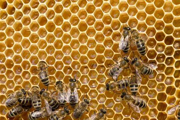 Bees swarming on  honeycomb — Stock Photo, Image