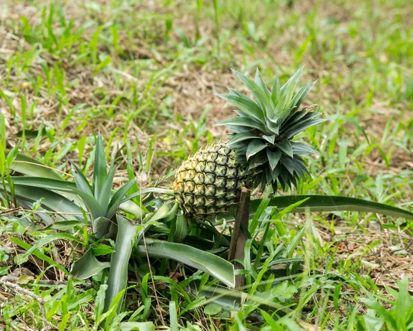 Cultivo de piña en la granja — Foto de Stock