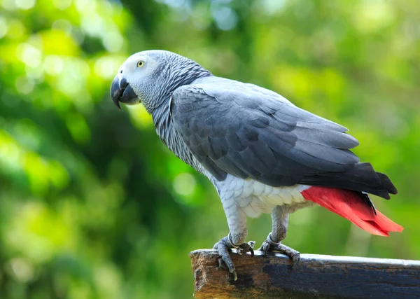 Papuga ptak siedzi — Zdjęcie stockowe
