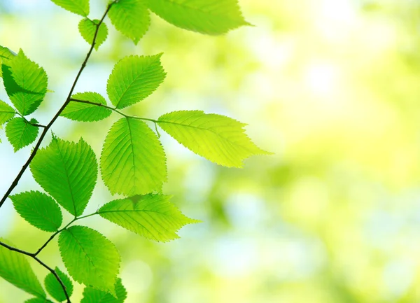 Folhas verdes fundo — Fotografia de Stock