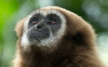 Gibbon yüzü Hayvanat Bahçesi