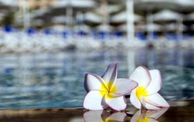 tropik çiçekler plumeria