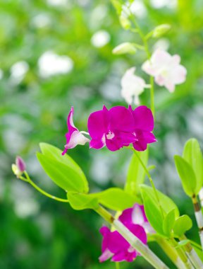 güzel orkide çiçekler