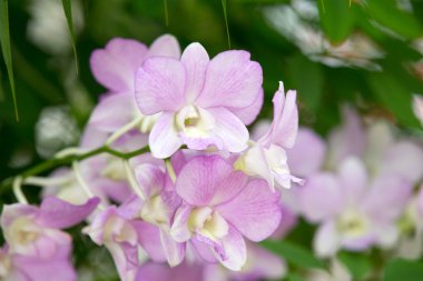 güzel orkide çiçekler