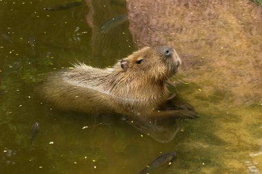 capybara  animal on nature clipart