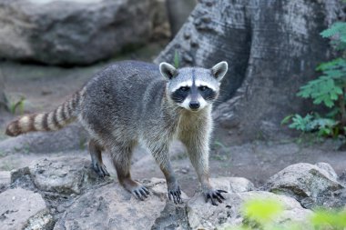 Rakun hayvan doğaya